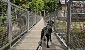 Jussi i most zwodzony na jeziorze Lubachowskim