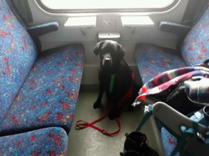 podroze_z_psem_pociagiem