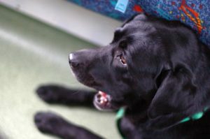 podrozowanie_z_psem_koleja