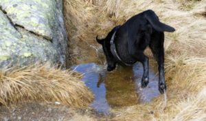 Jussi zawsze sobie znajdzie zabawę